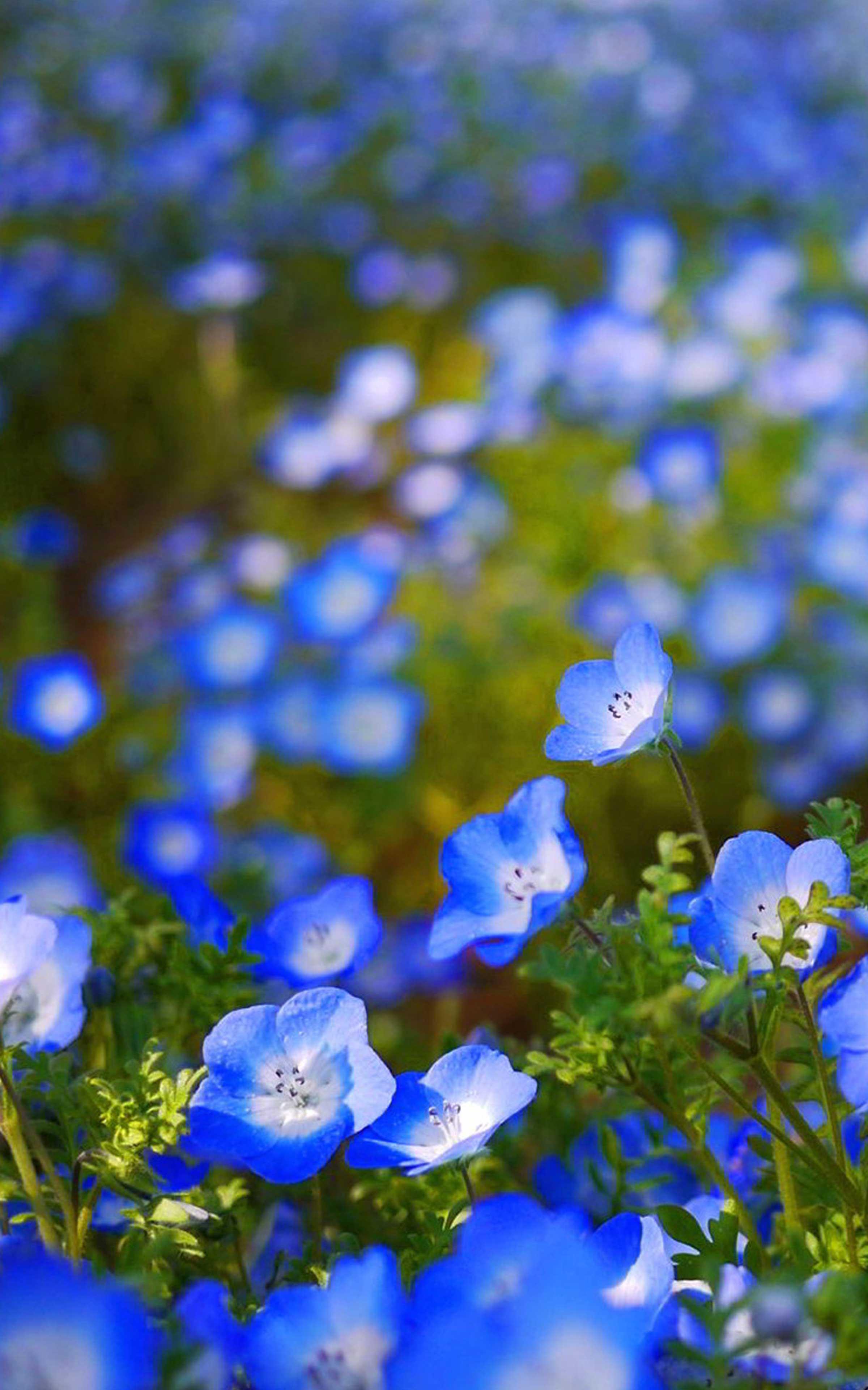 Light Blue Flower Wallpapers Top Free Light Blue Flower Backgrounds