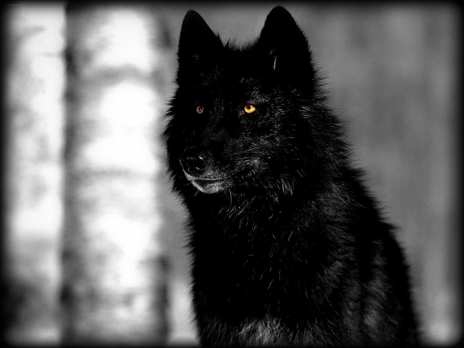 Black Wolf Wallpapers Top Free Black Wolf Backgrounds WallpaperAccess