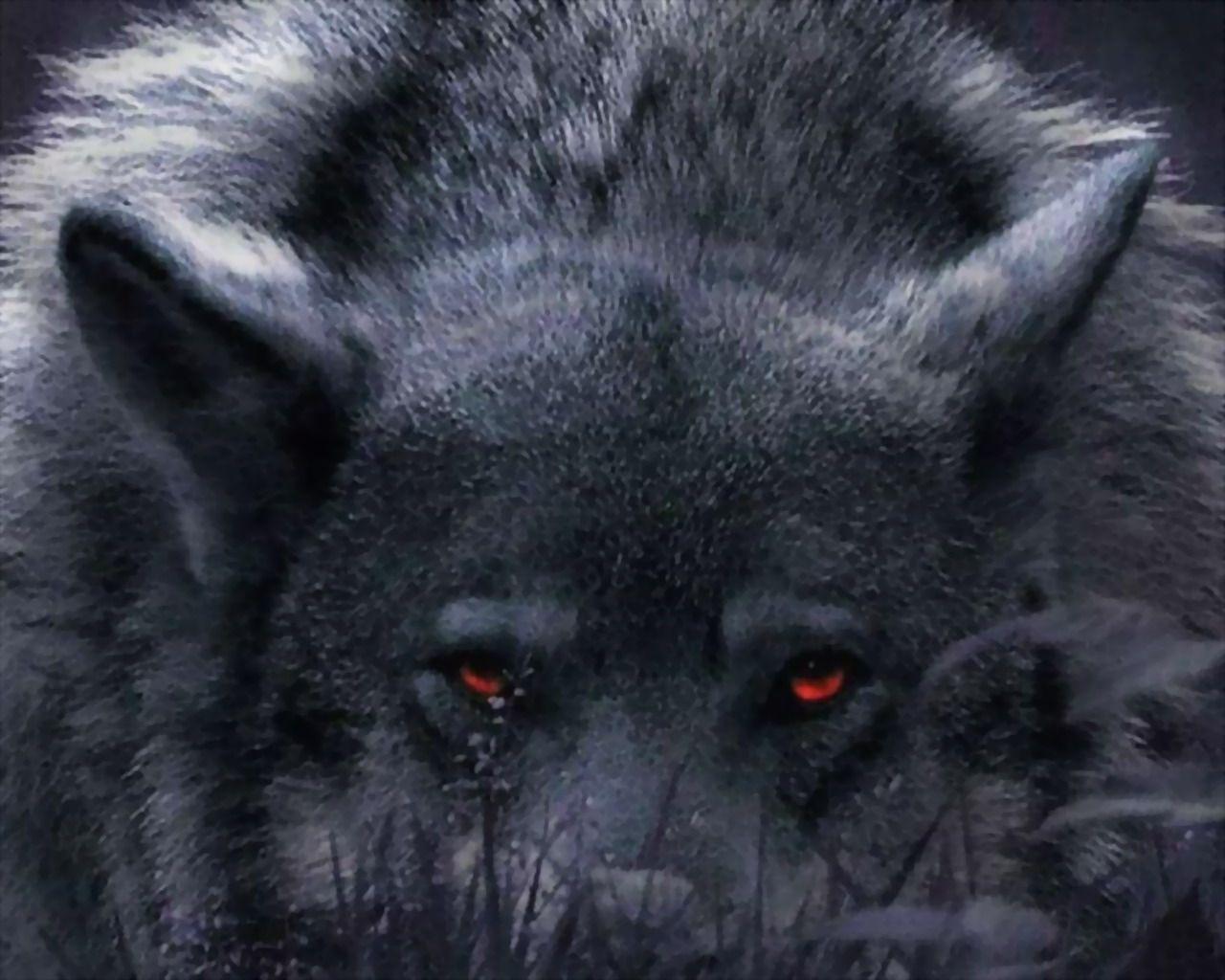 Iphone Alpha Wolf Wallpaper Tukinem Wallpapers