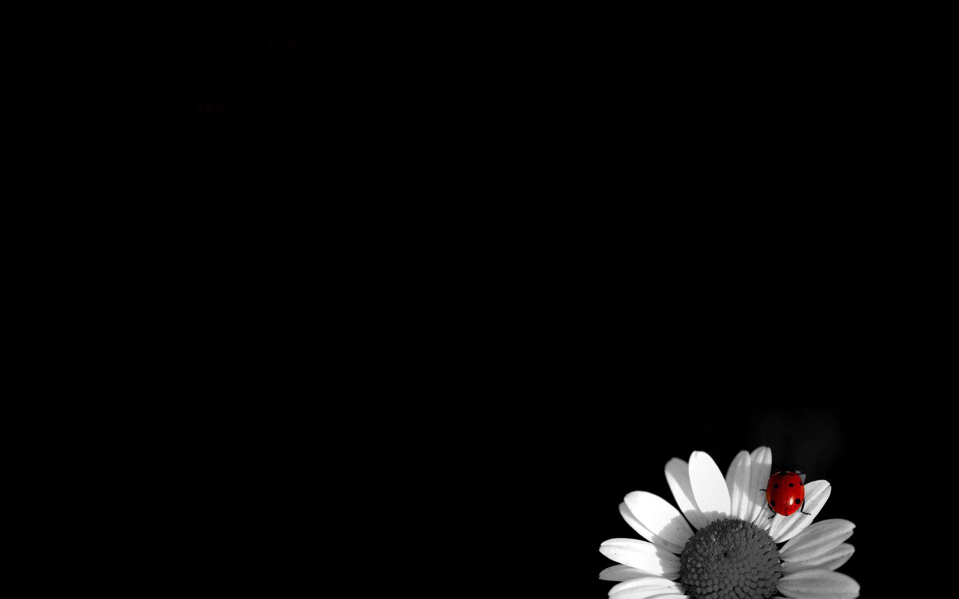 Flowers with Black Wallpapers Top Free Flowers with Black Backgrounds
