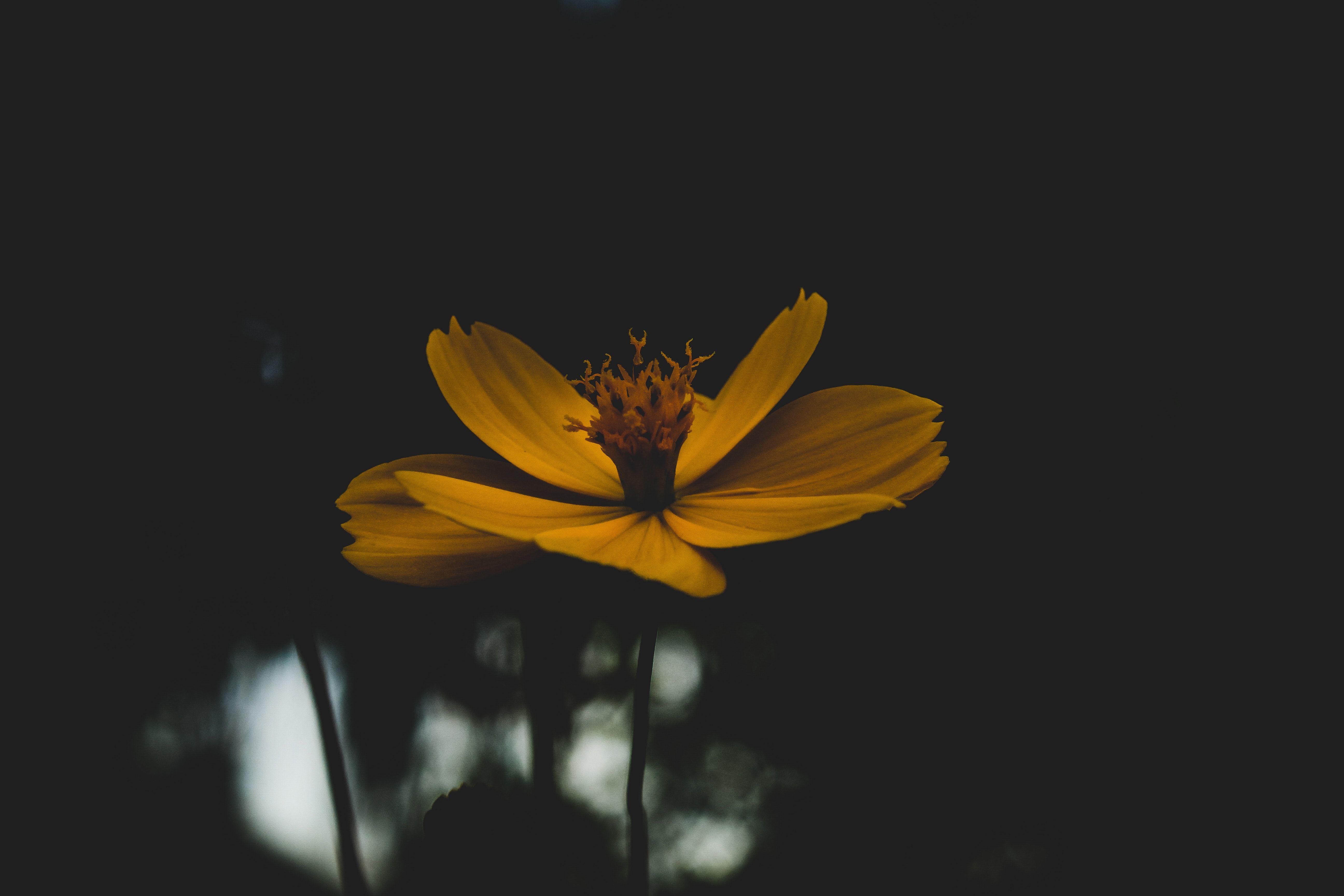 Flowers with Black Wallpapers Top Free Flowers with Black Backgrounds