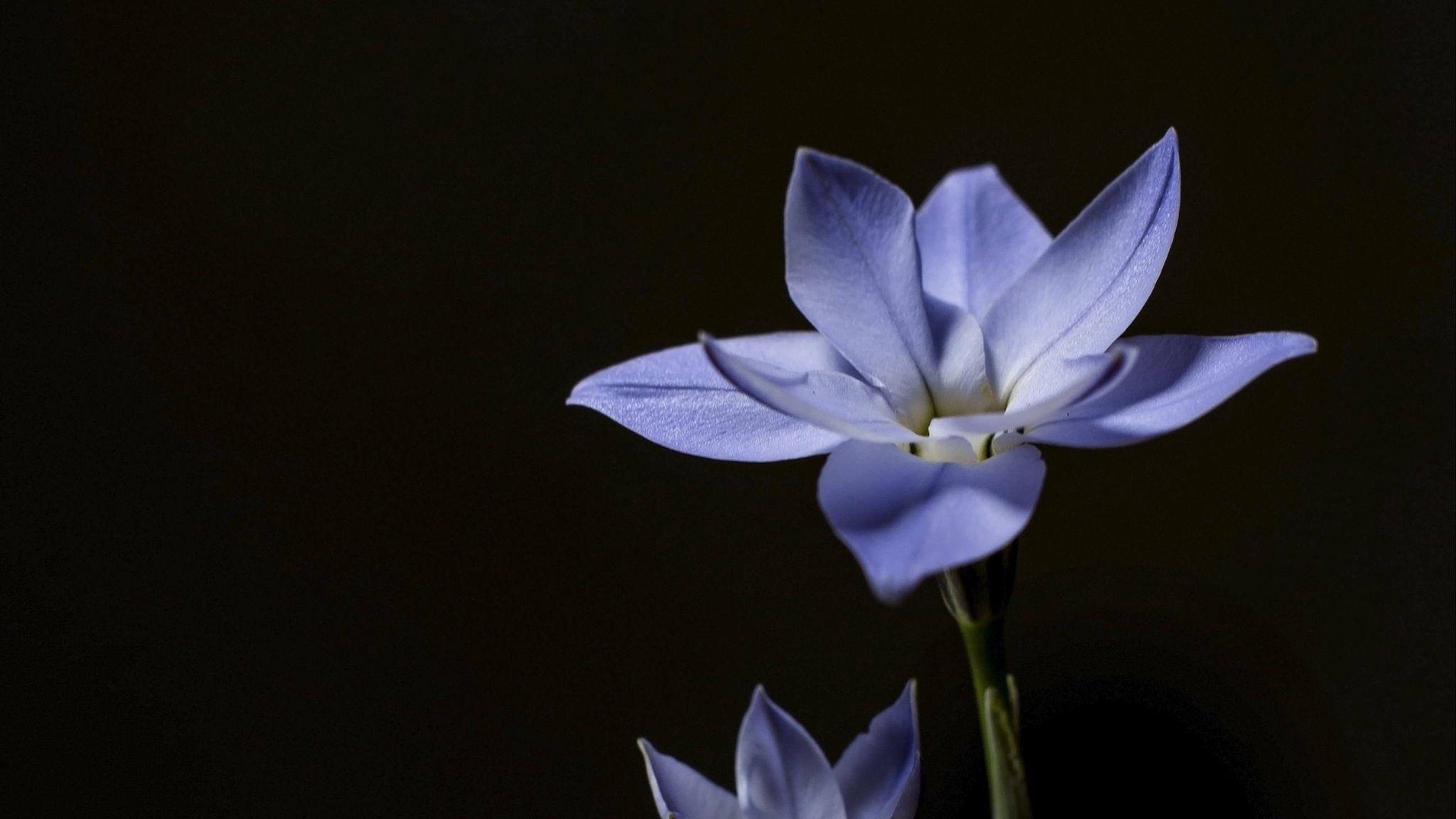 Flowers with Black Wallpapers Top Free Flowers with Black Backgrounds