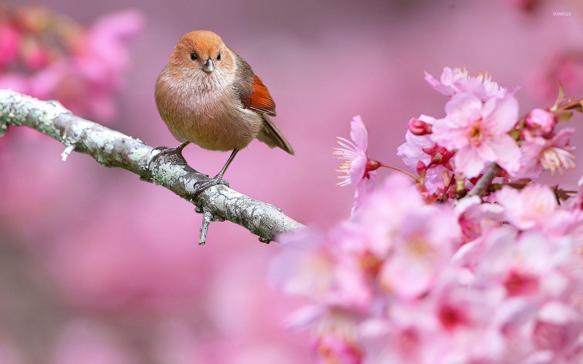 Spring Flowers and Birds Wallpapers Top Free Spring Flowers and Birds