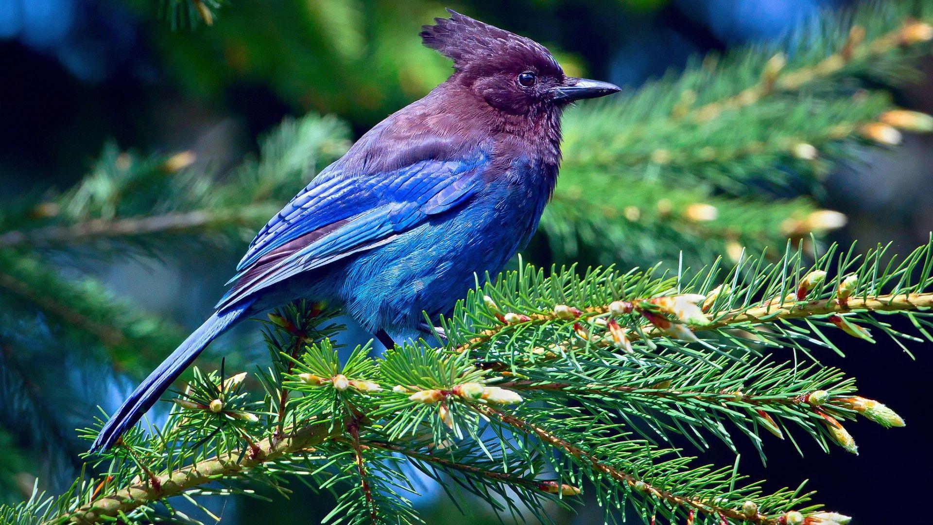 Bird and Tree Desktop Wallpapers Top Free Bird and Tree Desktop