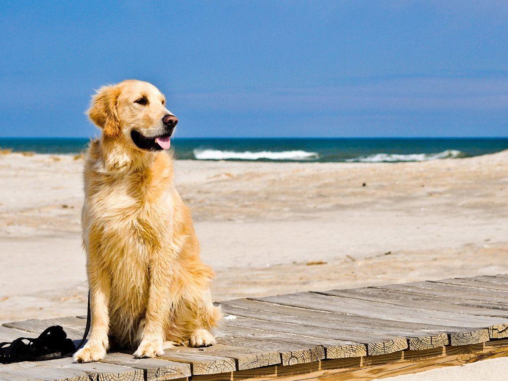 Golden Retriever Wallpapers Top Free Golden Retriever Backgrounds