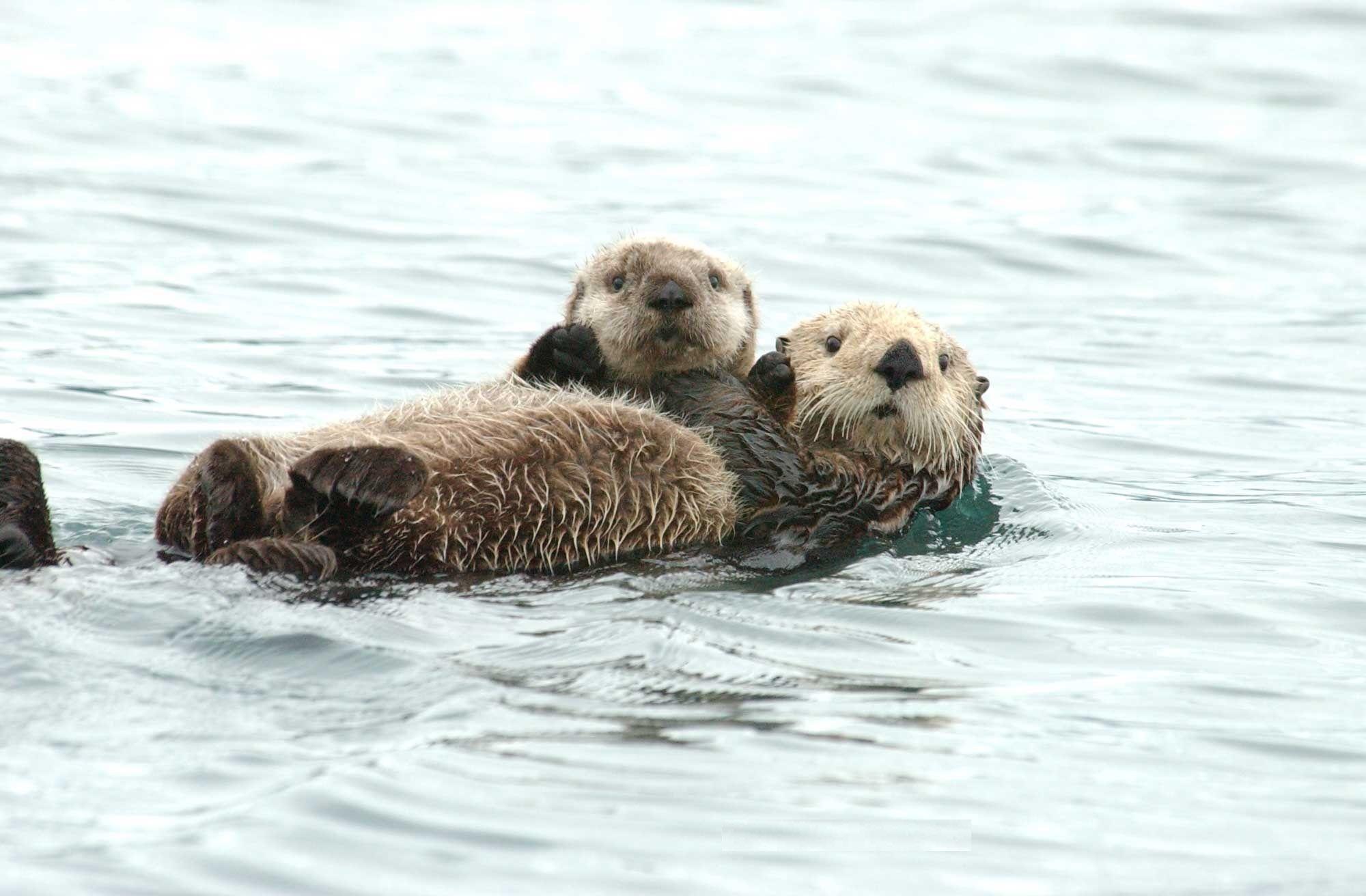 Cute Sea Otter Wallpapers Top Free Cute Sea Otter Backgrounds