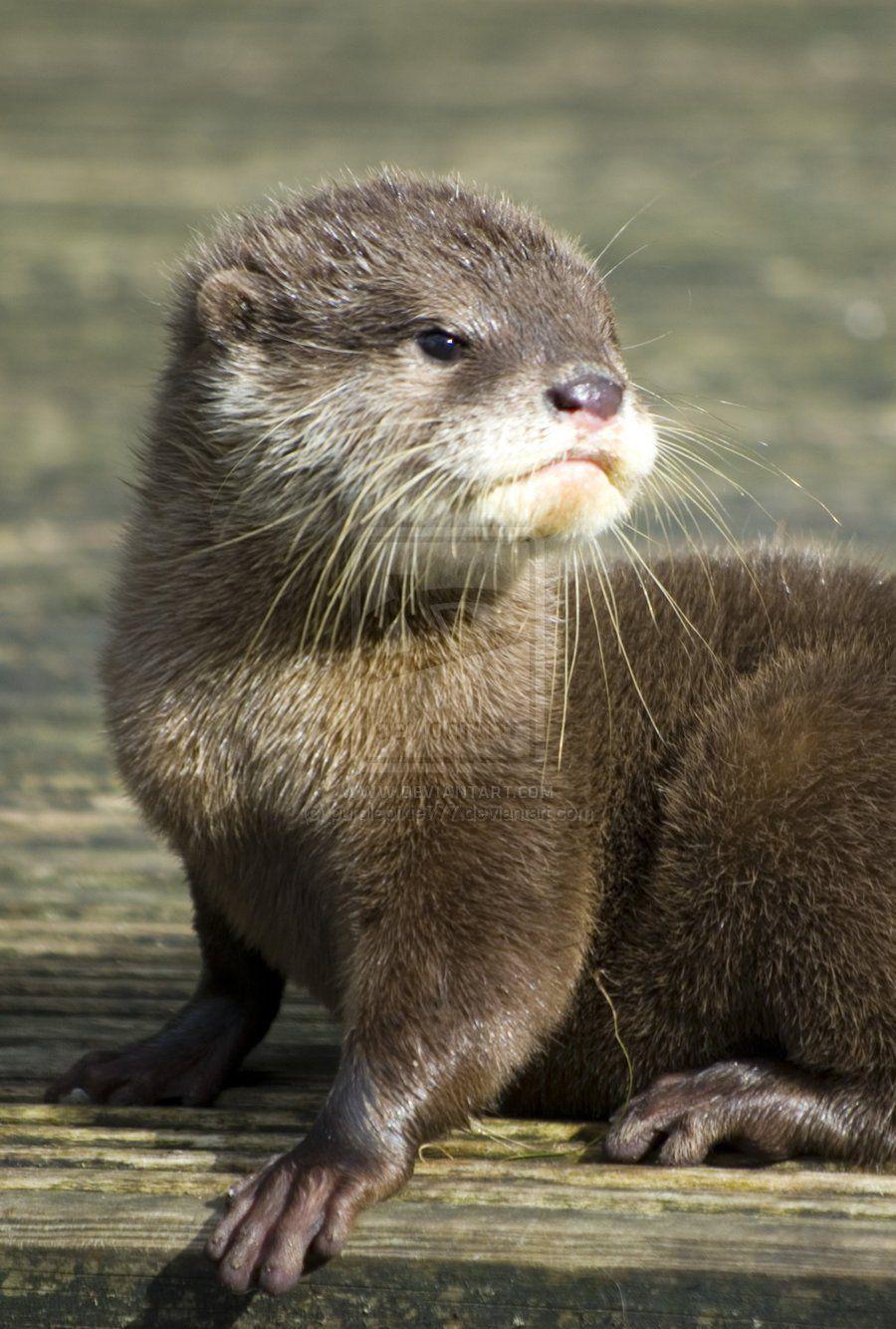 Cute Otters Wallpapers Top Free Cute Otters Backgrounds WallpaperAccess