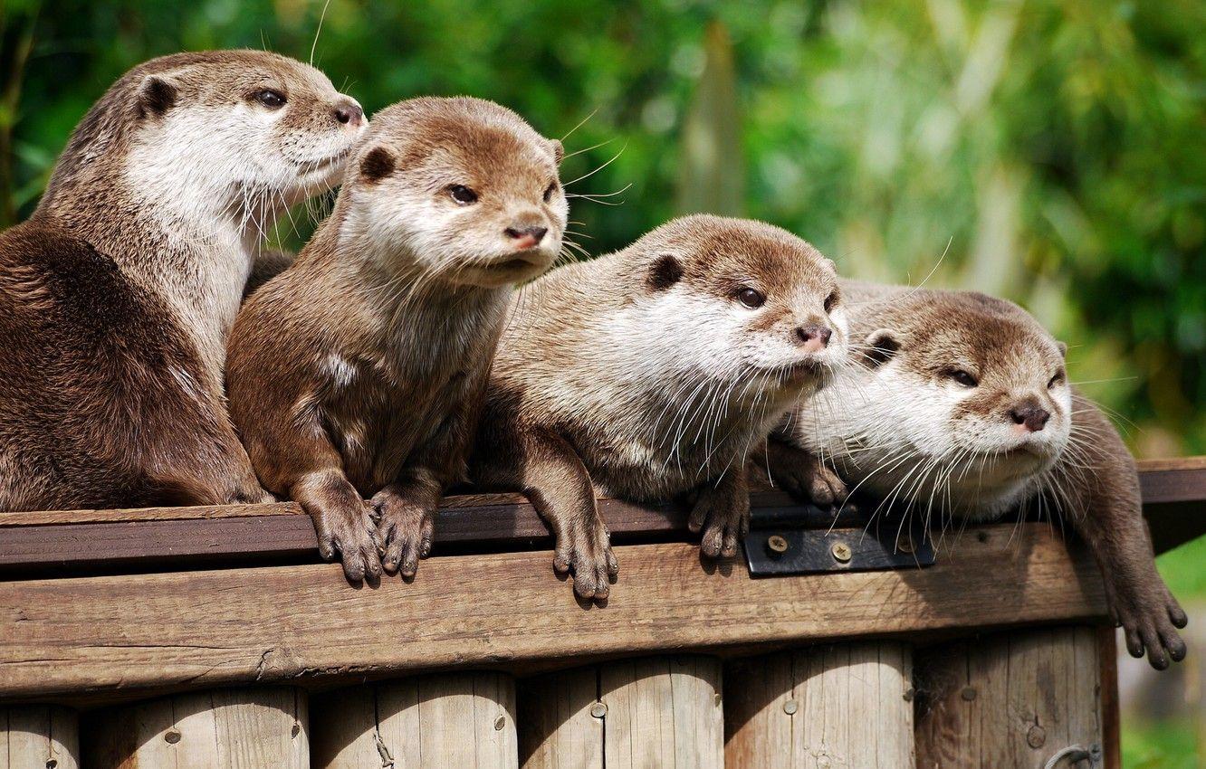 Baby Otter Wallpapers Top Free Baby Otter Backgrounds WallpaperAccess