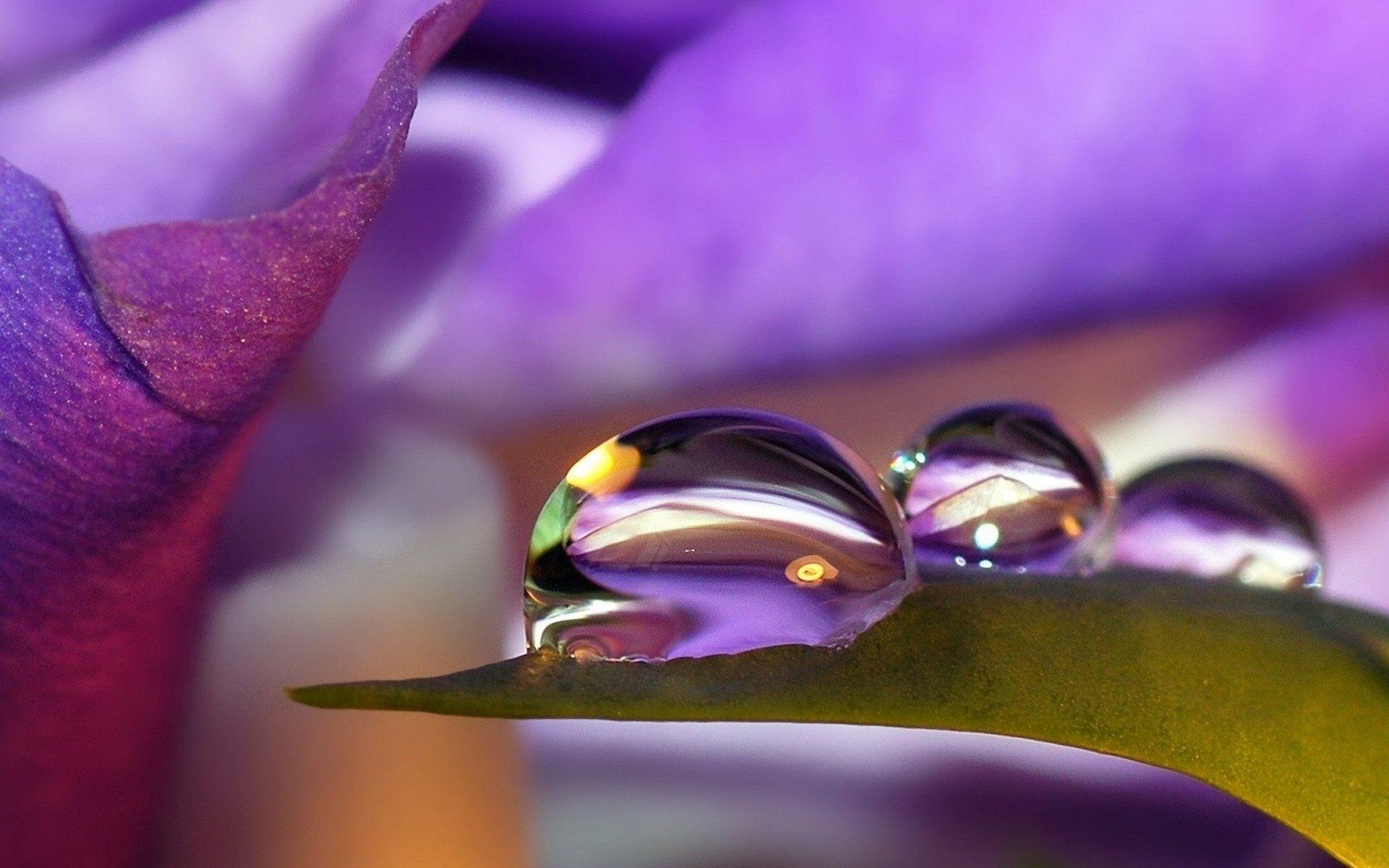 Water Flower Wallpapers Top Free Water Flower Backgrounds