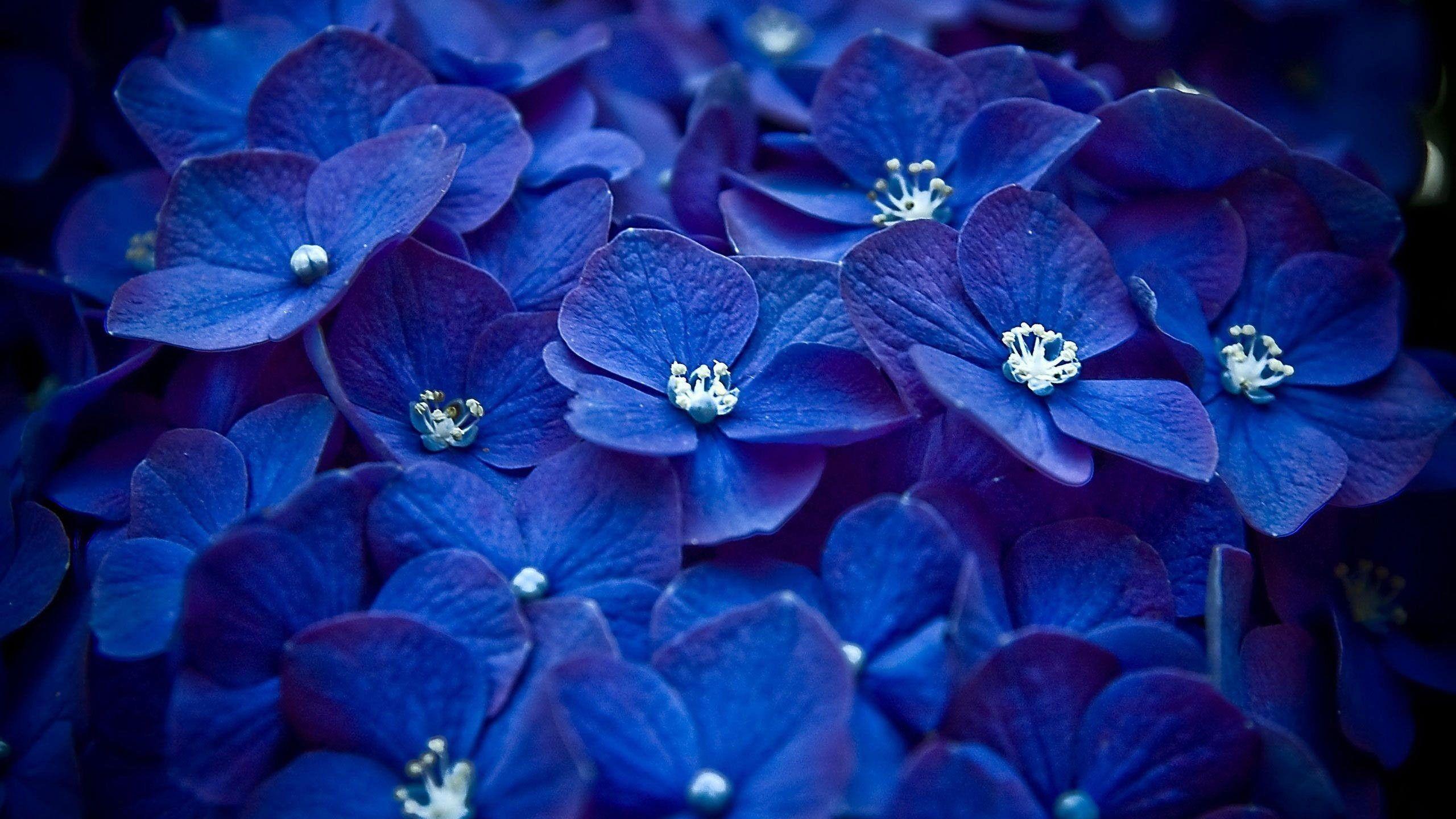 Black And Blue Flower Wallpaper Best Flower Site