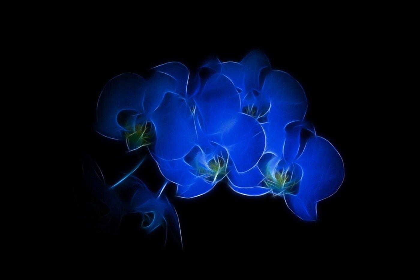 Black and Blue Flower Wallpapers Top Free Black and Blue Flower