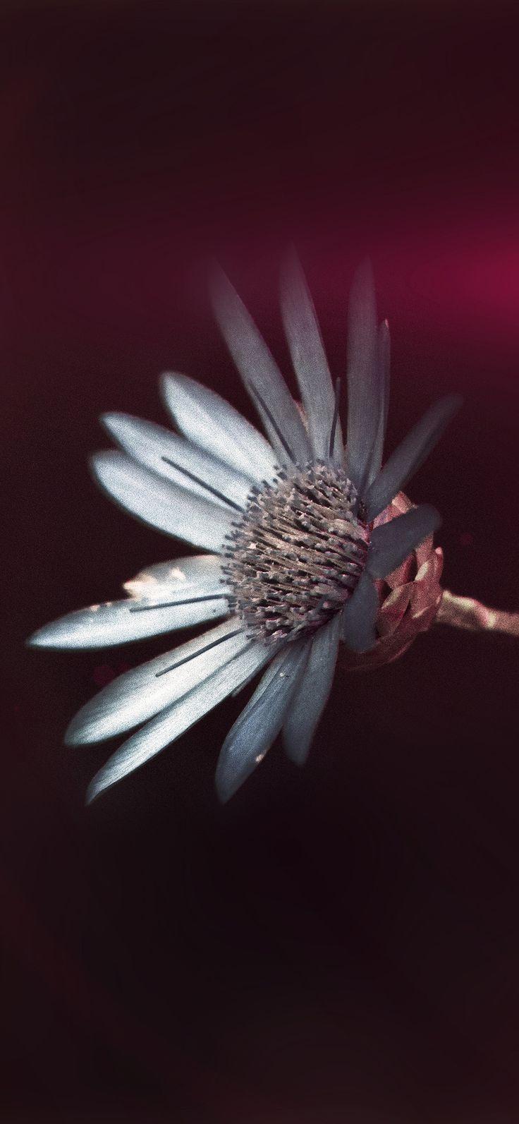 Dark Pink Phone Wallpapers Top Free Dark Pink Phone Backgrounds