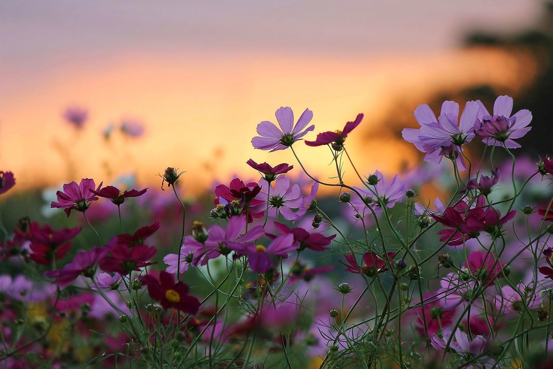Flowers Sunset Wallpapers Top Free Flowers Sunset Backgrounds