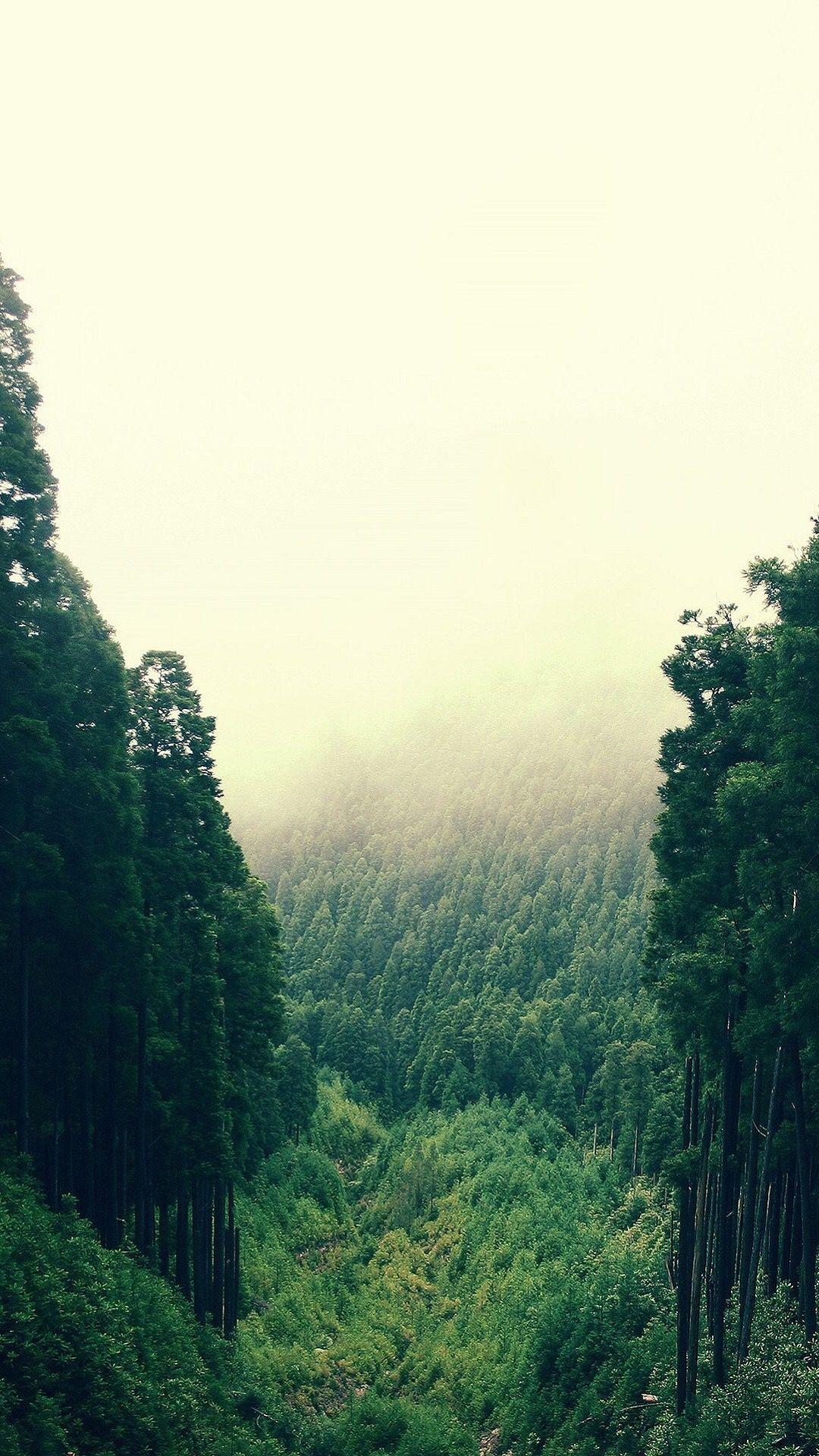 Evergreen Wallpapers Top Free Evergreen Backgrounds WallpaperAccess