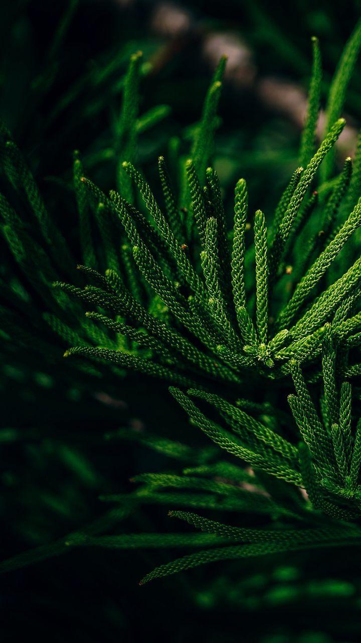 Evergreen Wallpapers Top Free Evergreen Backgrounds WallpaperAccess