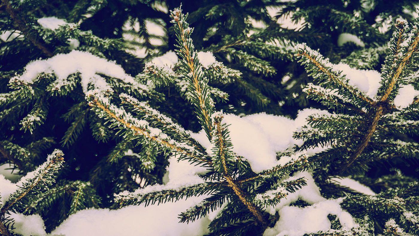 Evergreen Wallpapers Top Free Evergreen Backgrounds WallpaperAccess