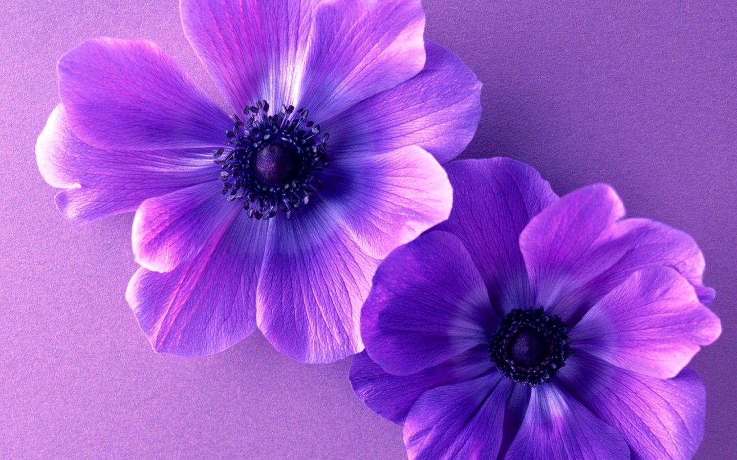 Pastel Flower Wallpapers Top Free Pastel Flower Backgrounds