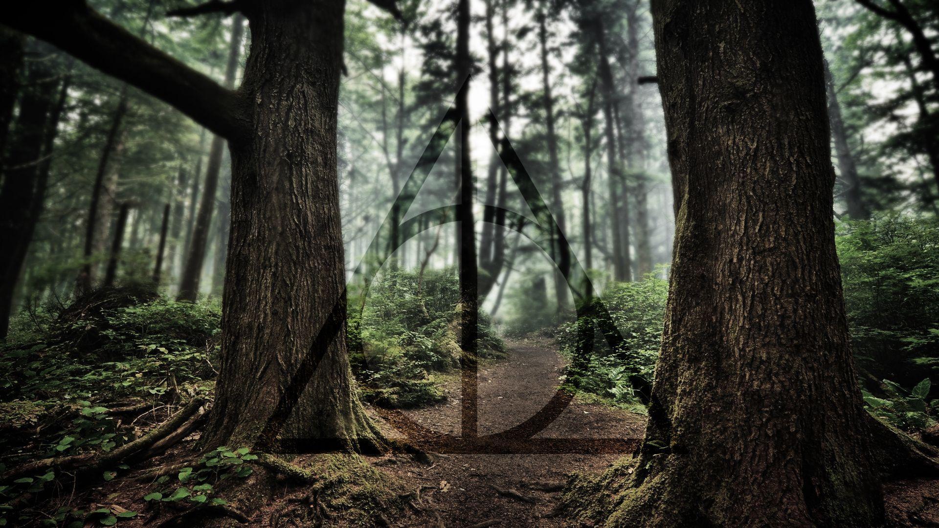 Harry Potter Forest Wallpapers Top Free Harry Potter Forest