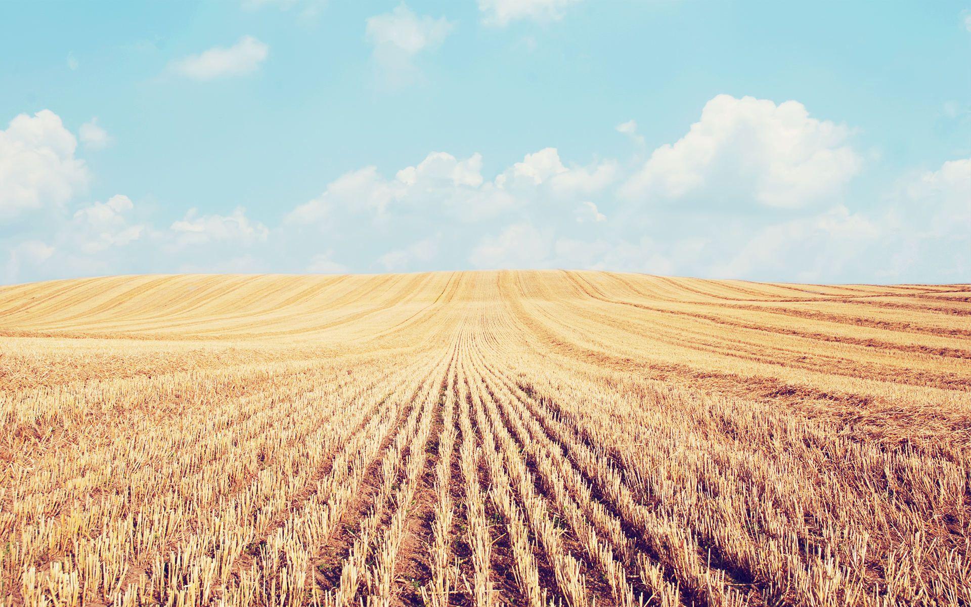 Crop Field Wallpapers Top Free Crop Field Backgrounds WallpaperAccess