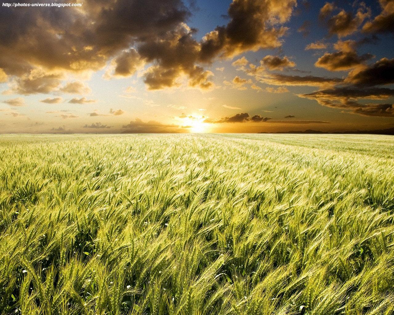 Crop Field Wallpapers Top Free Crop Field Backgrounds WallpaperAccess