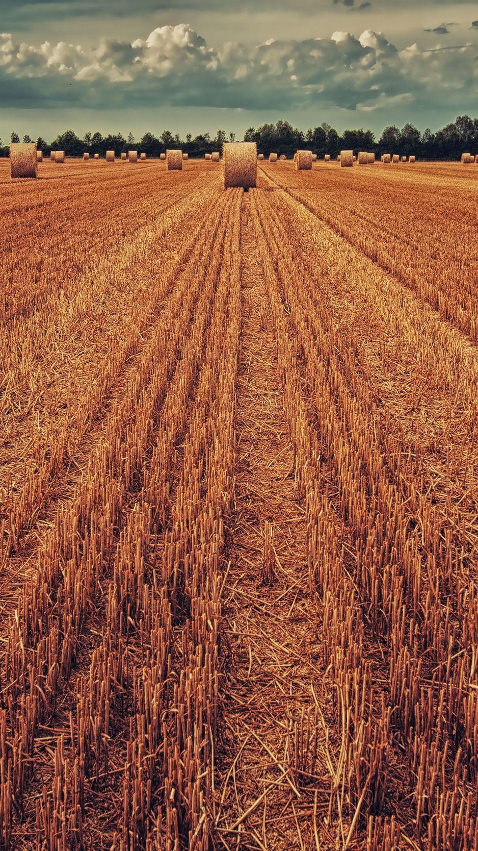 Crop Field Wallpapers Top Free Crop Field Backgrounds WallpaperAccess