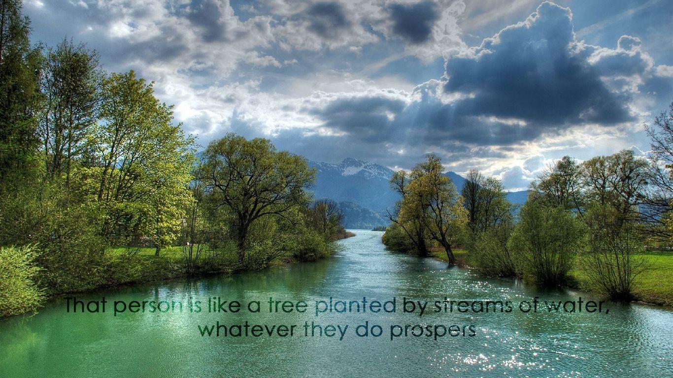 Tree Water Wallpapers Top Free Tree Water Backgrounds WallpaperAccess