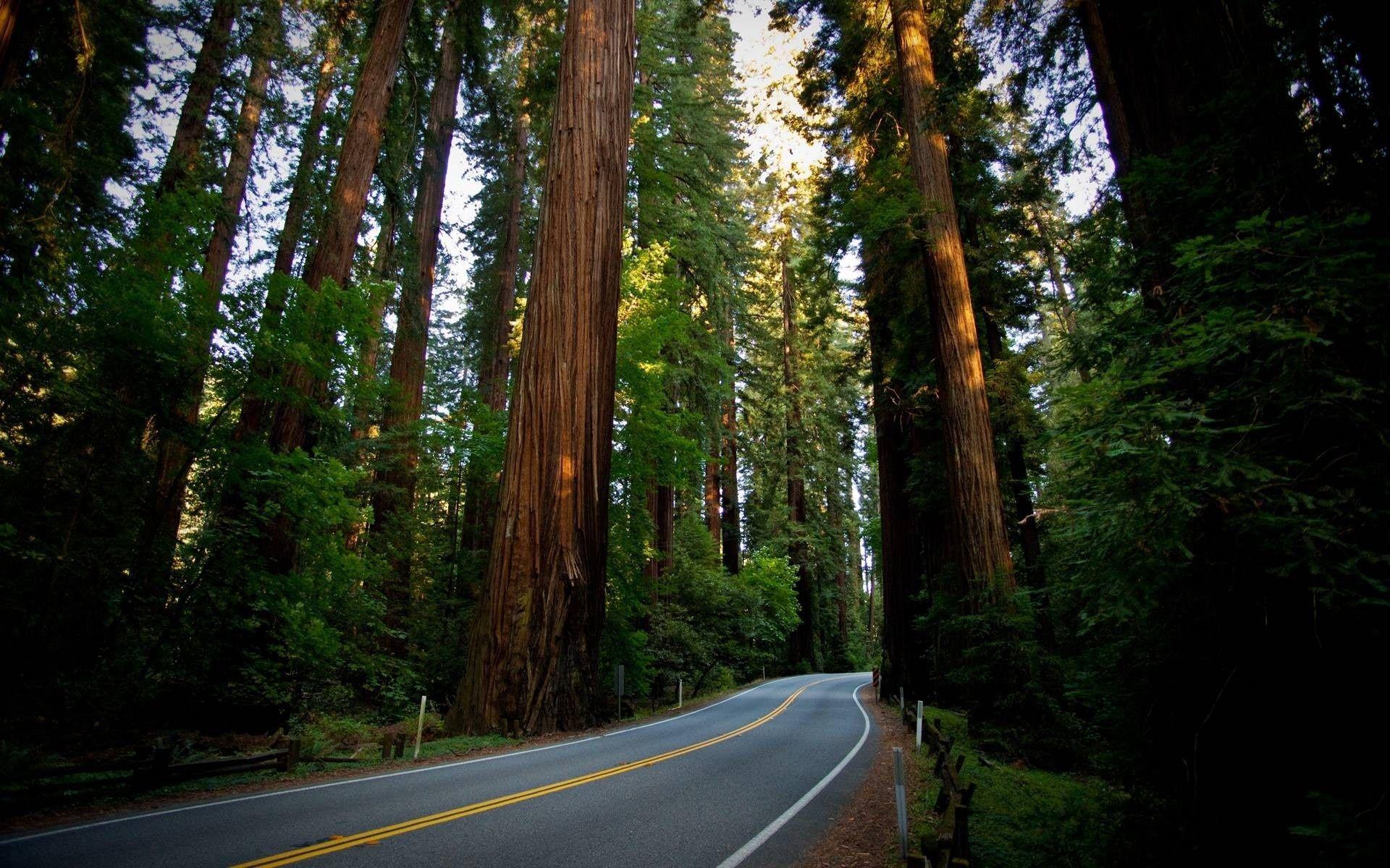 Redwood National Park Wallpapers Top Free Redwood National Park Backgrounds WallpaperAccess