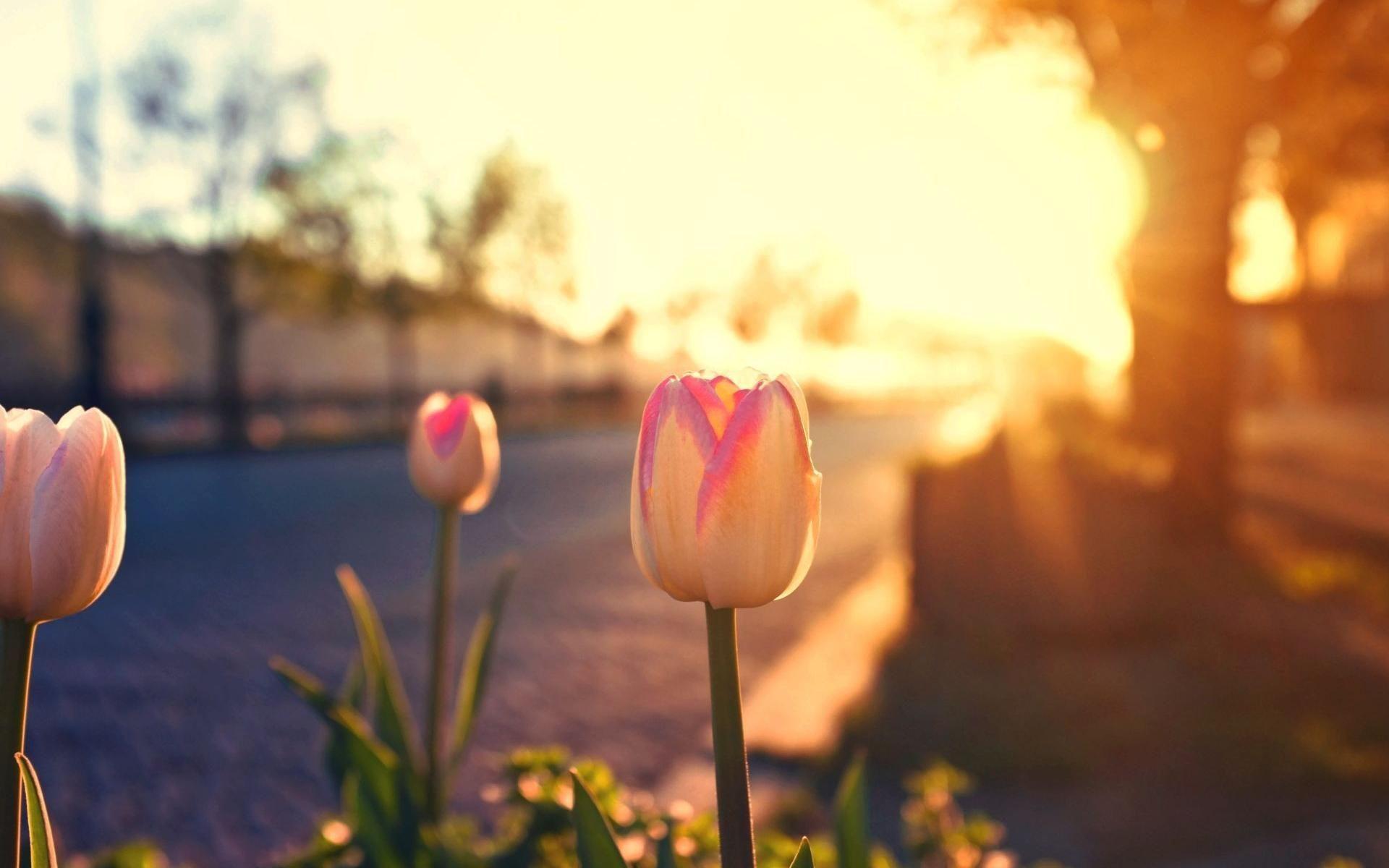 Flower Sunrise Wallpapers Top Free Flower Sunrise Backgrounds