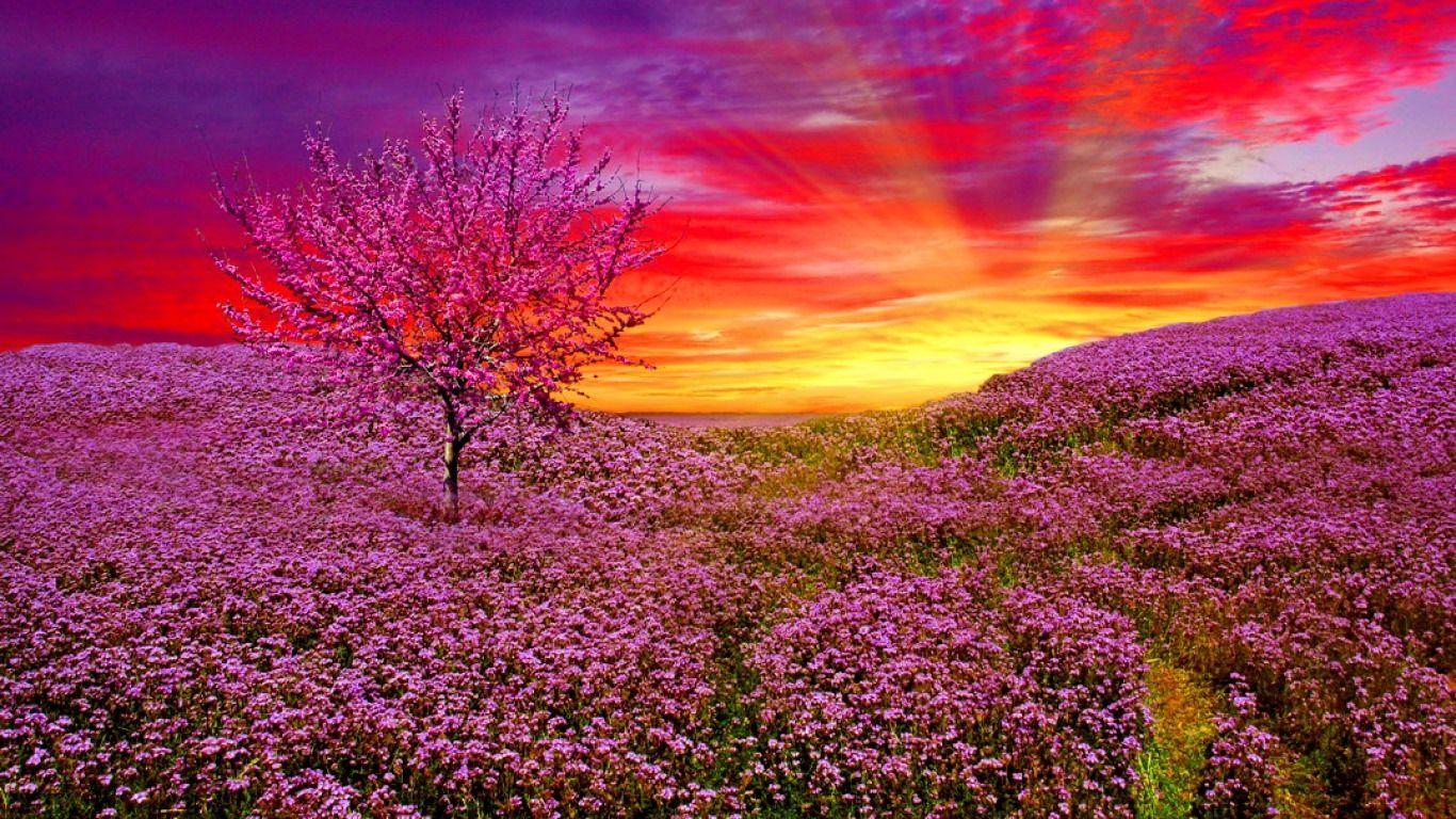 Flower Sunrise Wallpapers Top Free Flower Sunrise Backgrounds