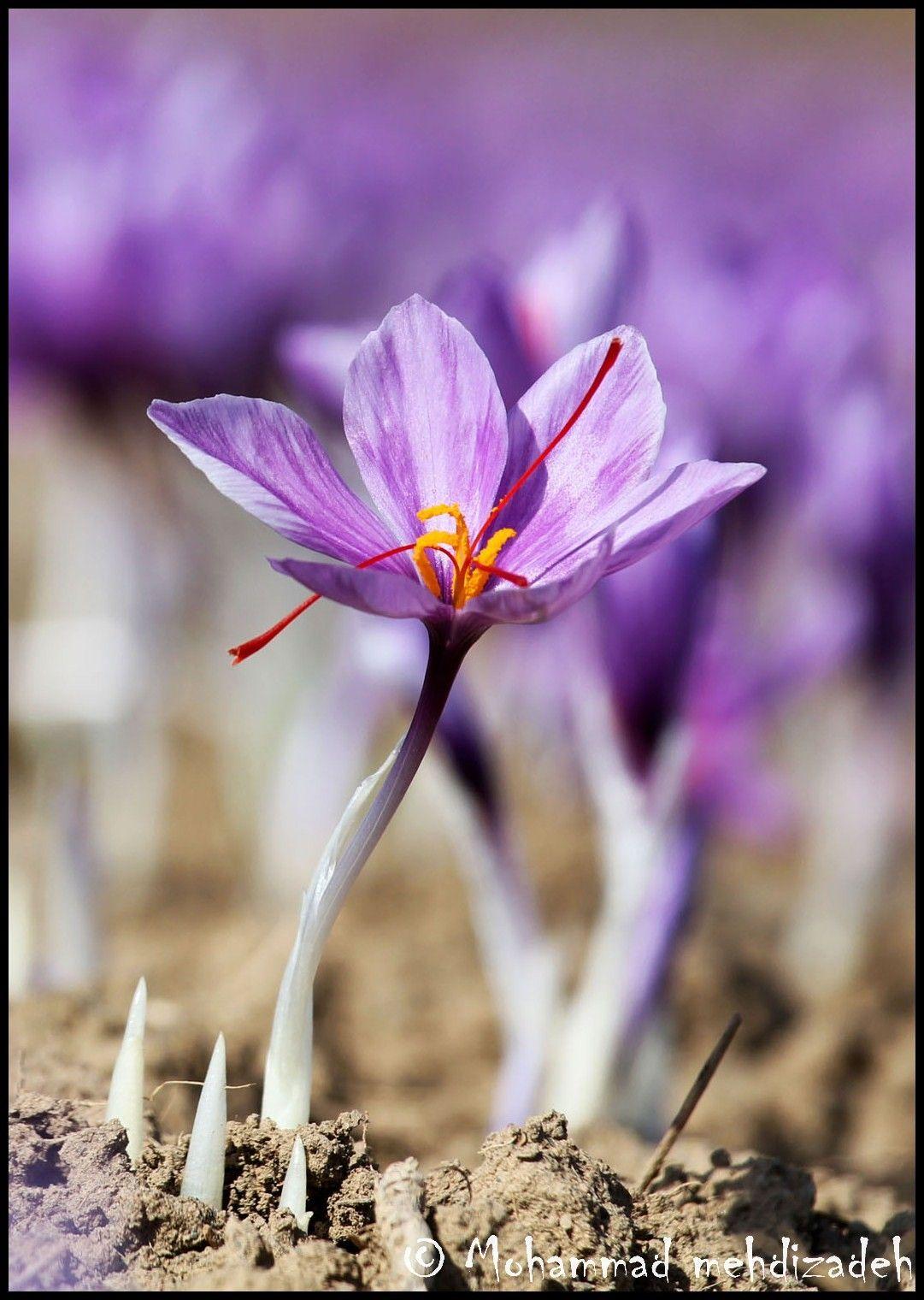Saffron Wallpapers Top Free Saffron Backgrounds WallpaperAccess