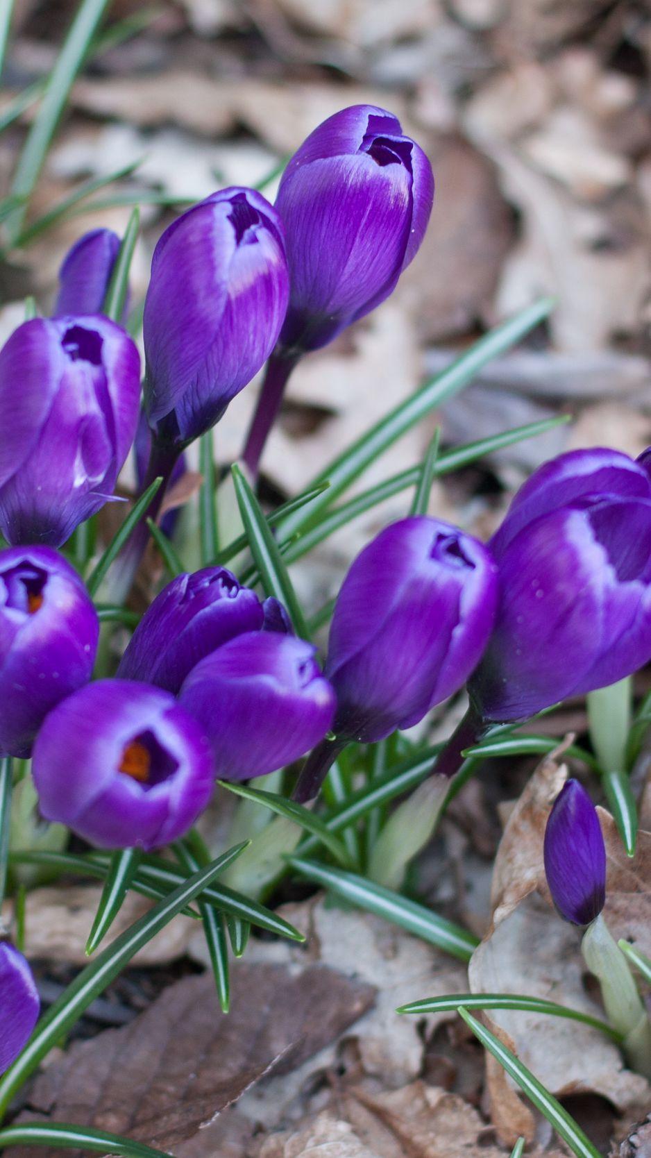 Saffron Wallpapers Top Free Saffron Backgrounds WallpaperAccess