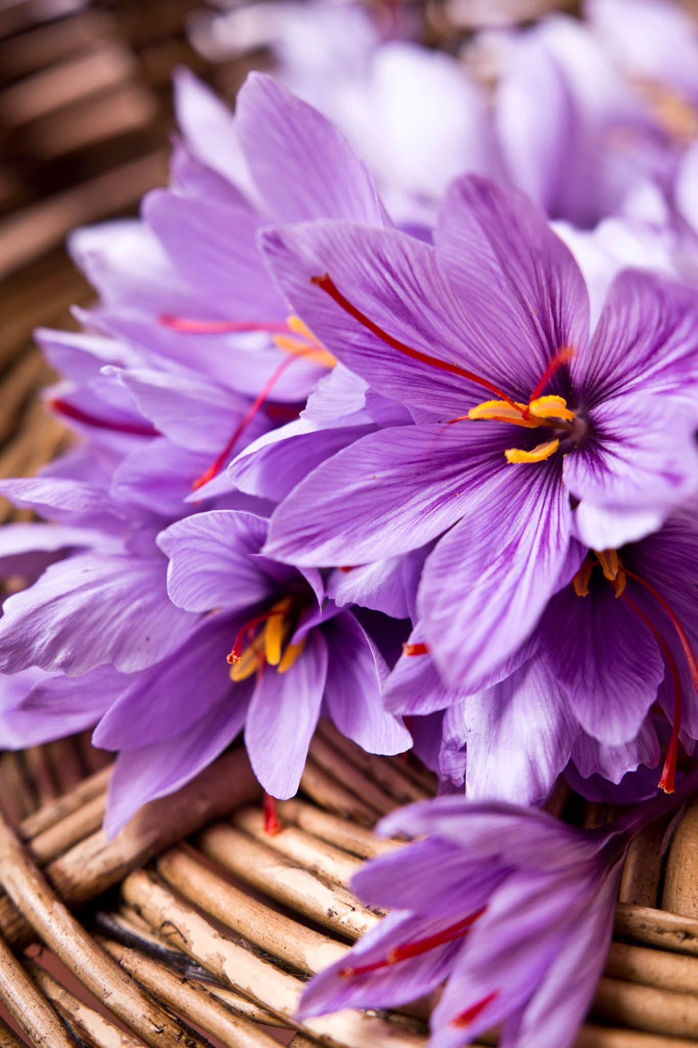 Saffron Wallpapers Top Free Saffron Backgrounds WallpaperAccess