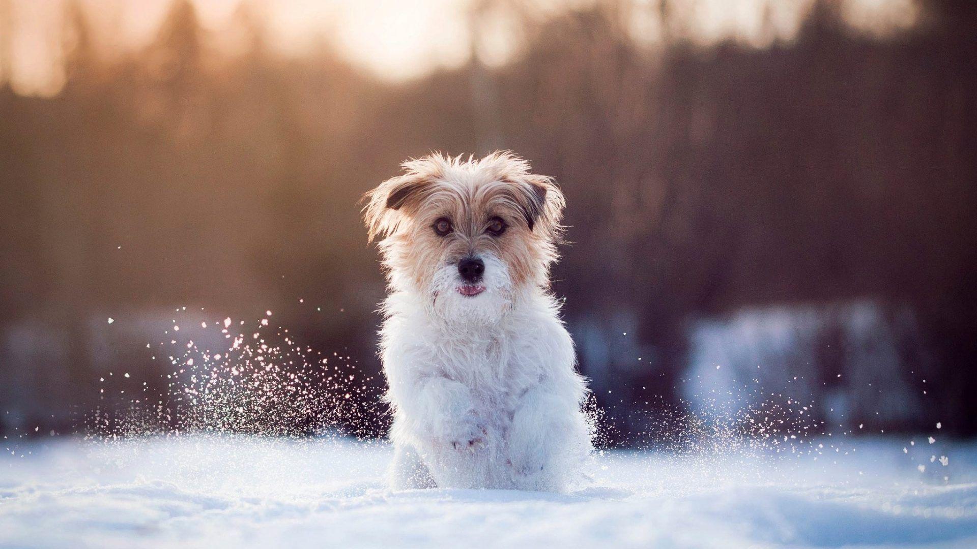 Winter Dog Wallpapers Top Free Winter Dog Backgrounds WallpaperAccess