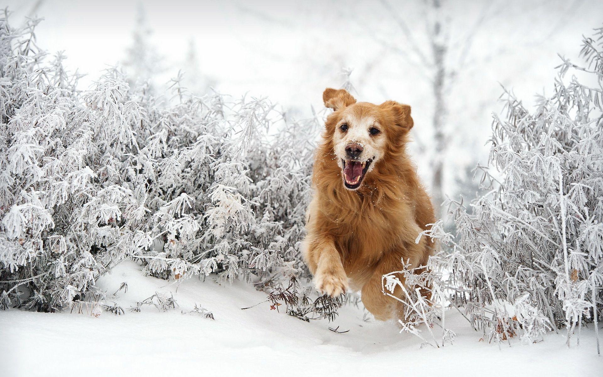 Winter Dog Wallpapers Top Free Winter Dog Backgrounds WallpaperAccess