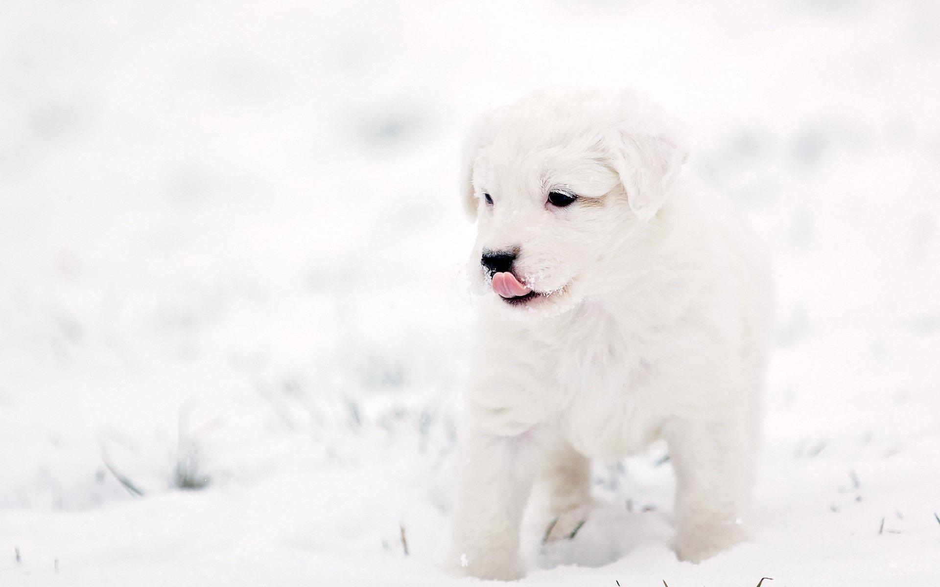 Winter Dog Wallpapers Top Free Winter Dog Backgrounds WallpaperAccess