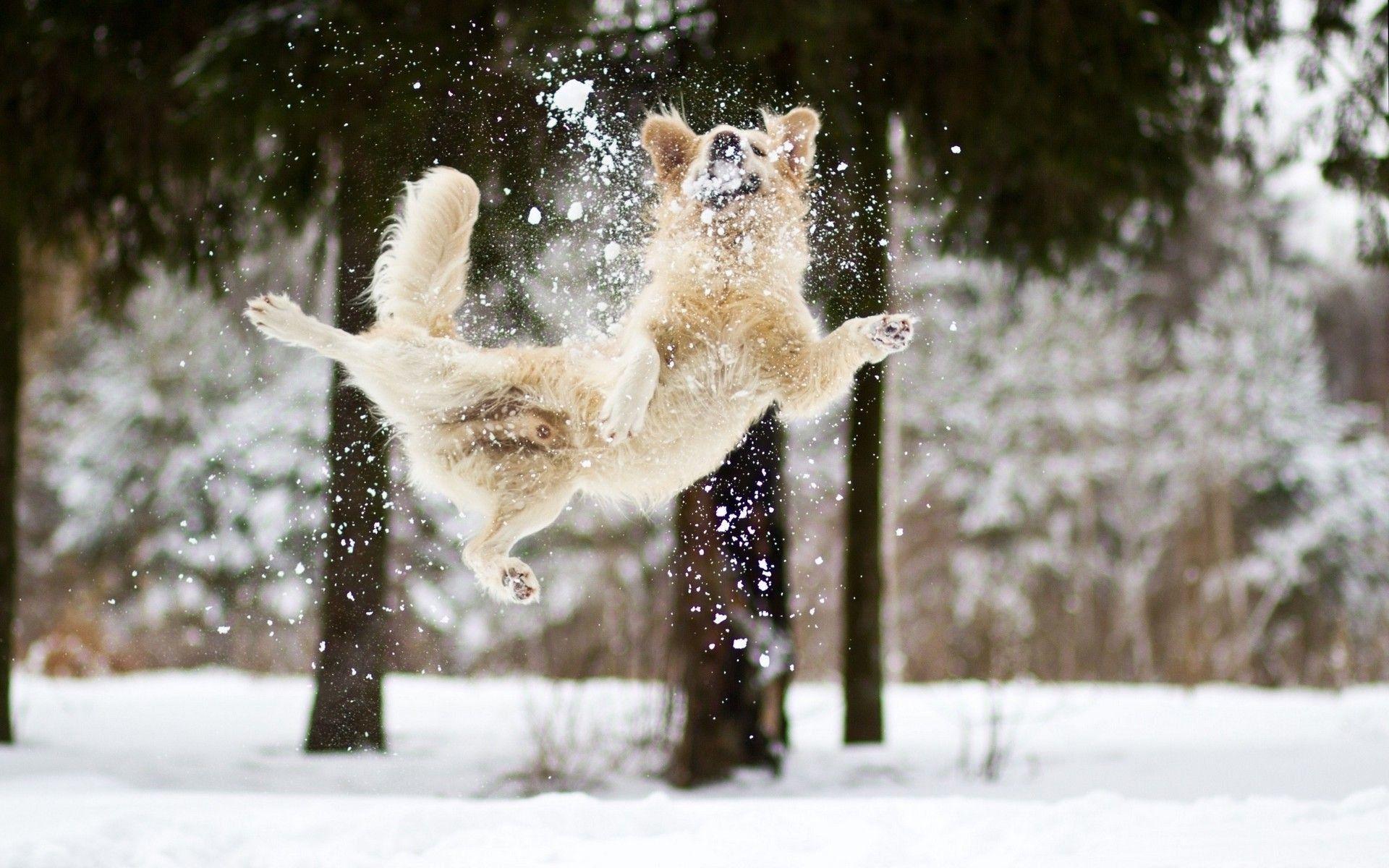 Winter Dog Wallpapers Top Free Winter Dog Backgrounds WallpaperAccess