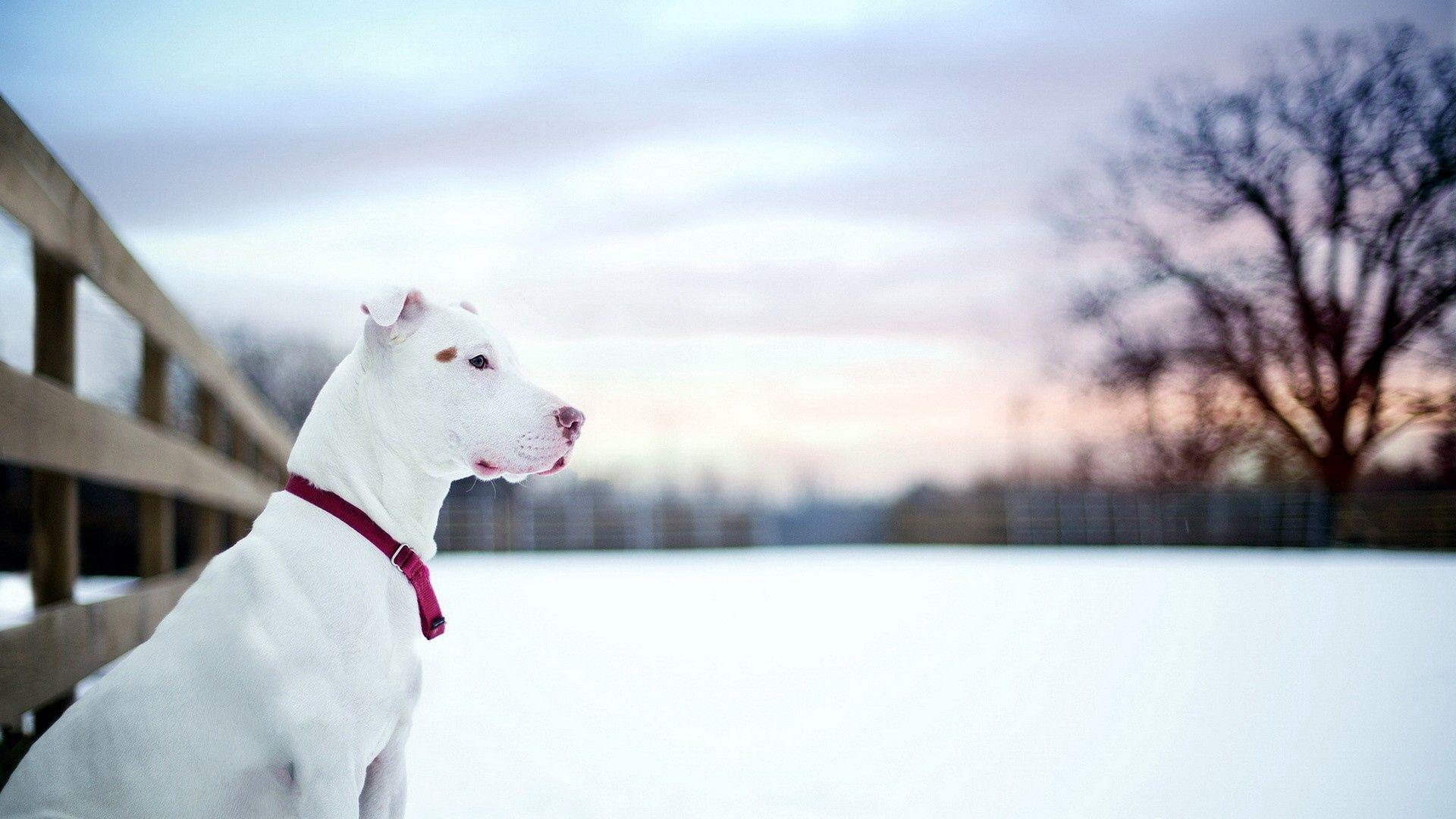 Winter Dog Wallpapers Top Free Winter Dog Backgrounds WallpaperAccess