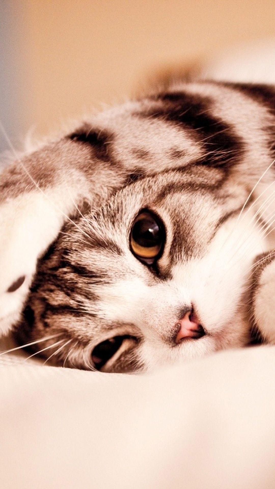 Cute Cat Mobile Wallpapers Top Free Cute Cat Mobile Backgrounds