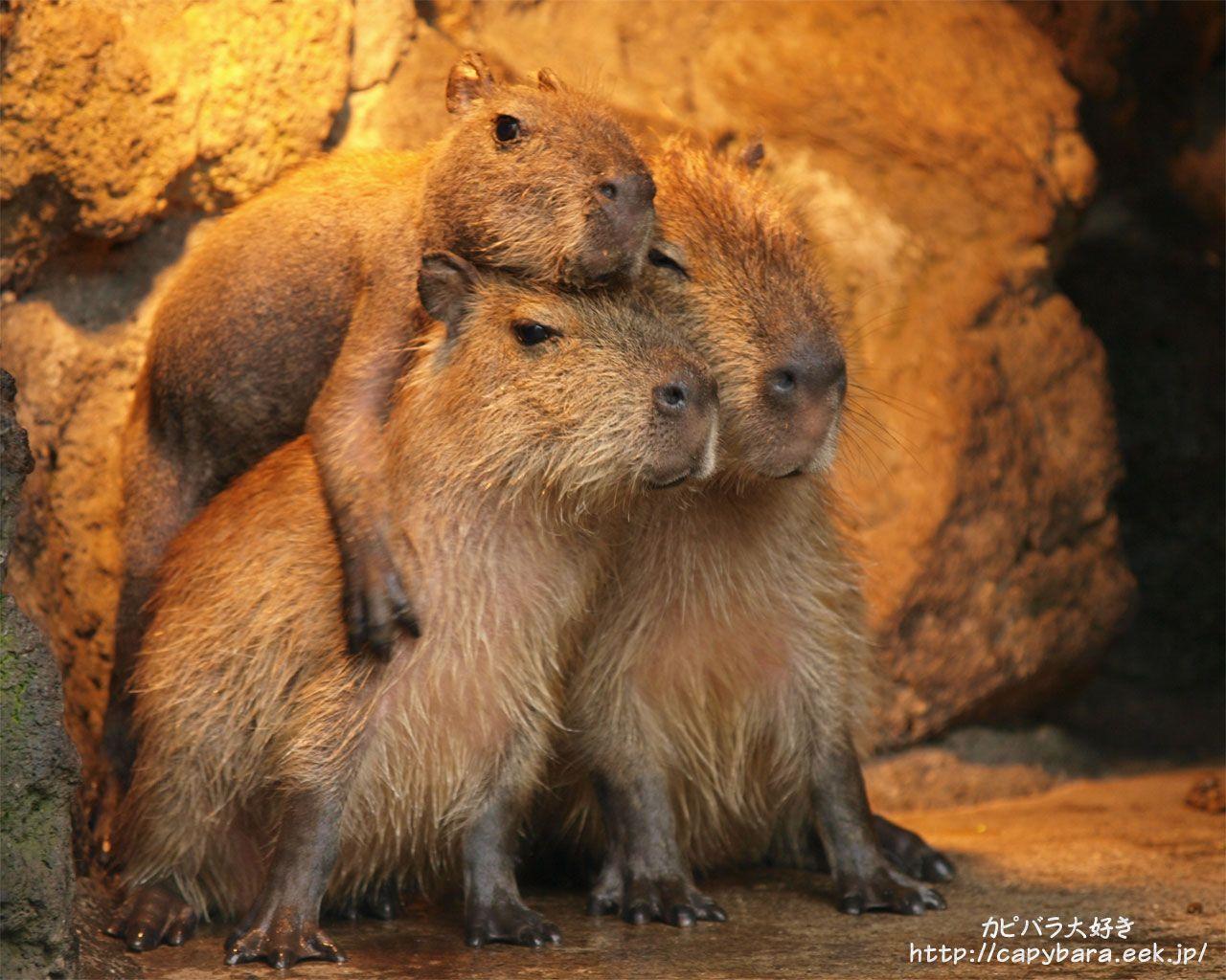 Cute Capybara Wallpapers Top Free Cute Capybara Backgrounds