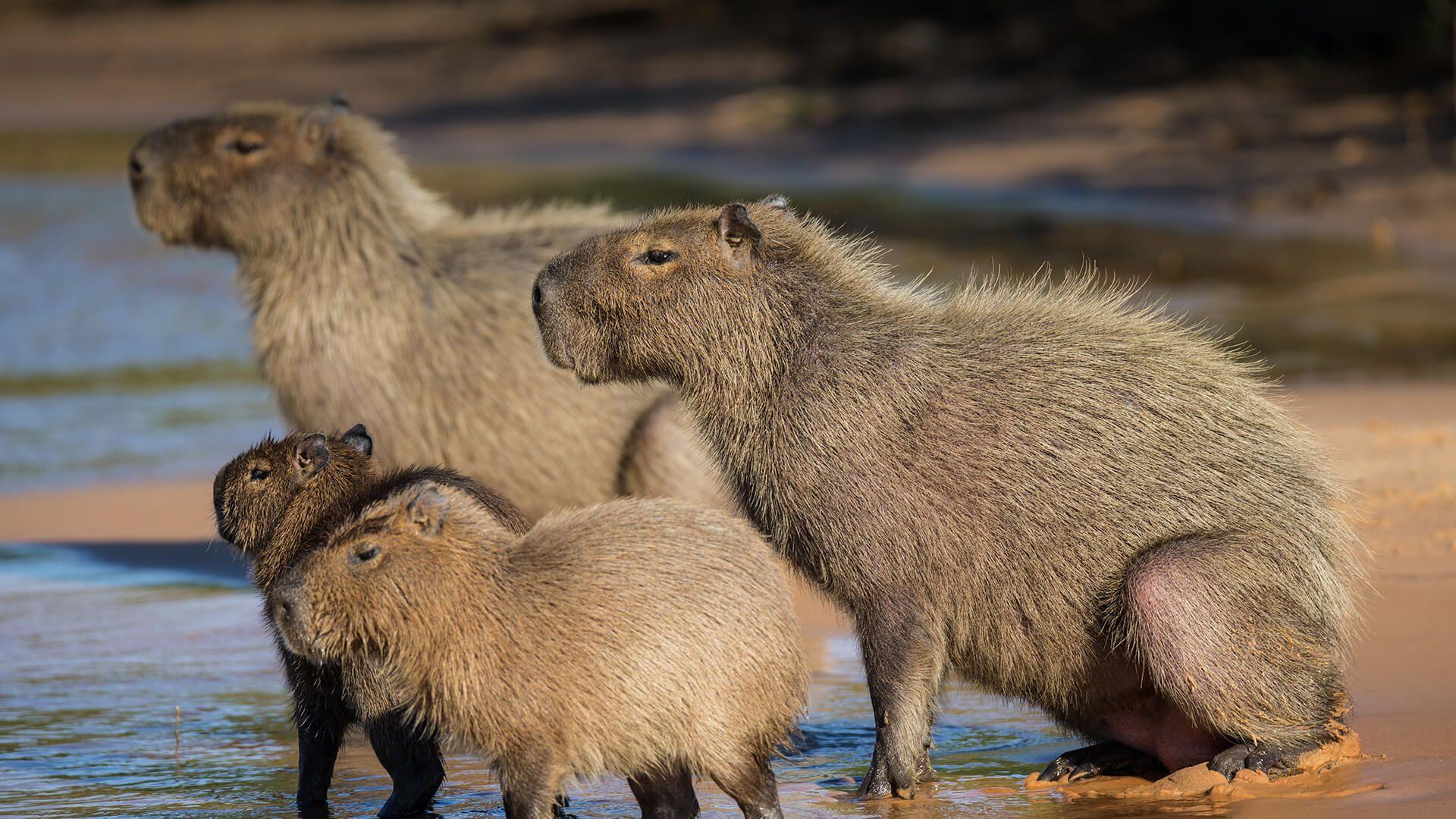 Cute Capybara Wallpapers Top Free Cute Capybara Backgrounds