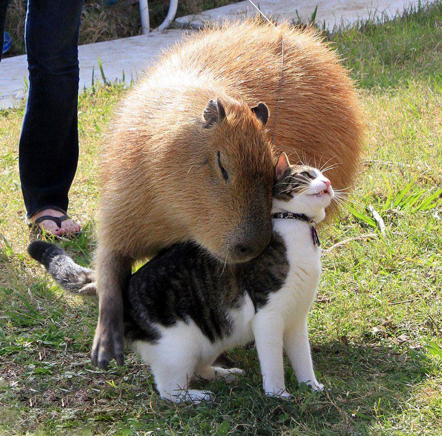 Cute Capybara Wallpapers Top Free Cute Capybara Backgrounds