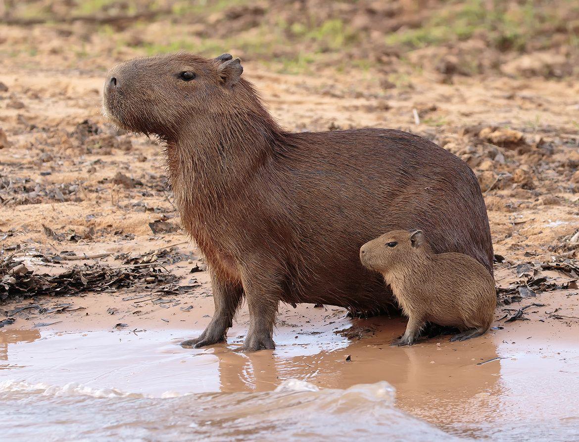Cute Capybara Wallpapers Top Free Cute Capybara Backgrounds