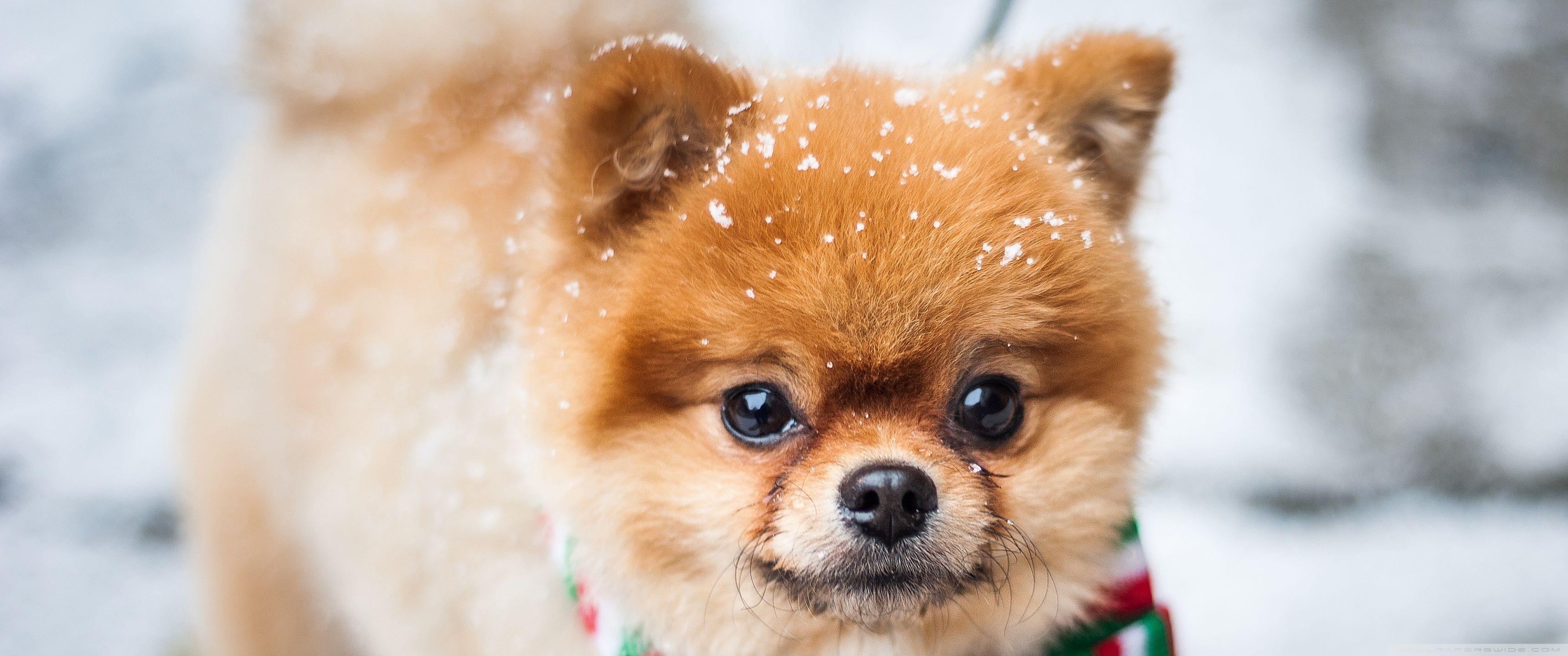 Winter Dog Wallpapers Top Free Winter Dog Backgrounds WallpaperAccess