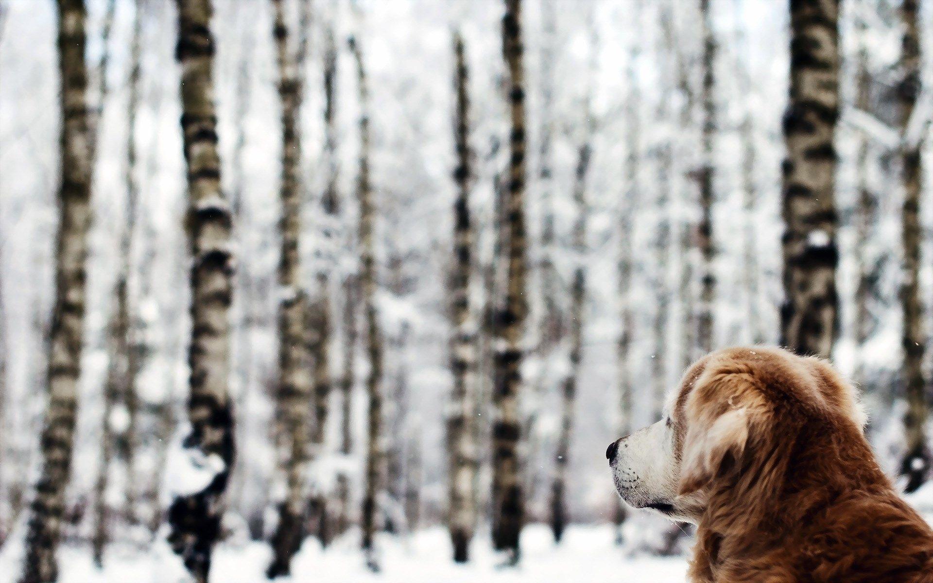 Winter Dog Wallpapers Top Free Winter Dog Backgrounds WallpaperAccess