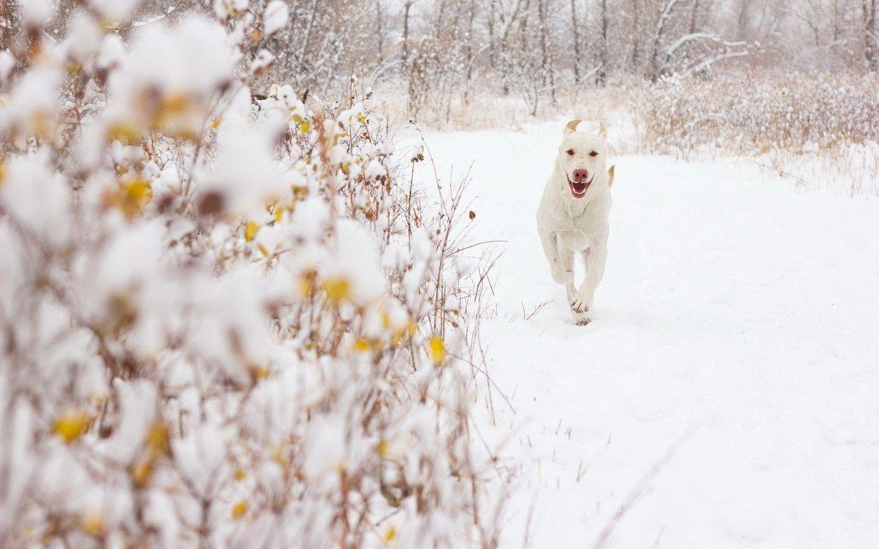 Winter Dog Wallpapers Top Free Winter Dog Backgrounds WallpaperAccess