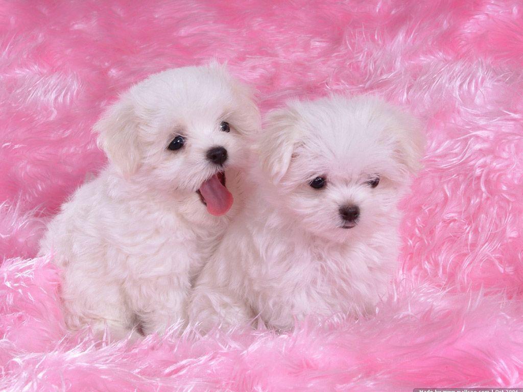 Pink Puppies Wallpapers Top Free Pink Puppies Backgrounds
