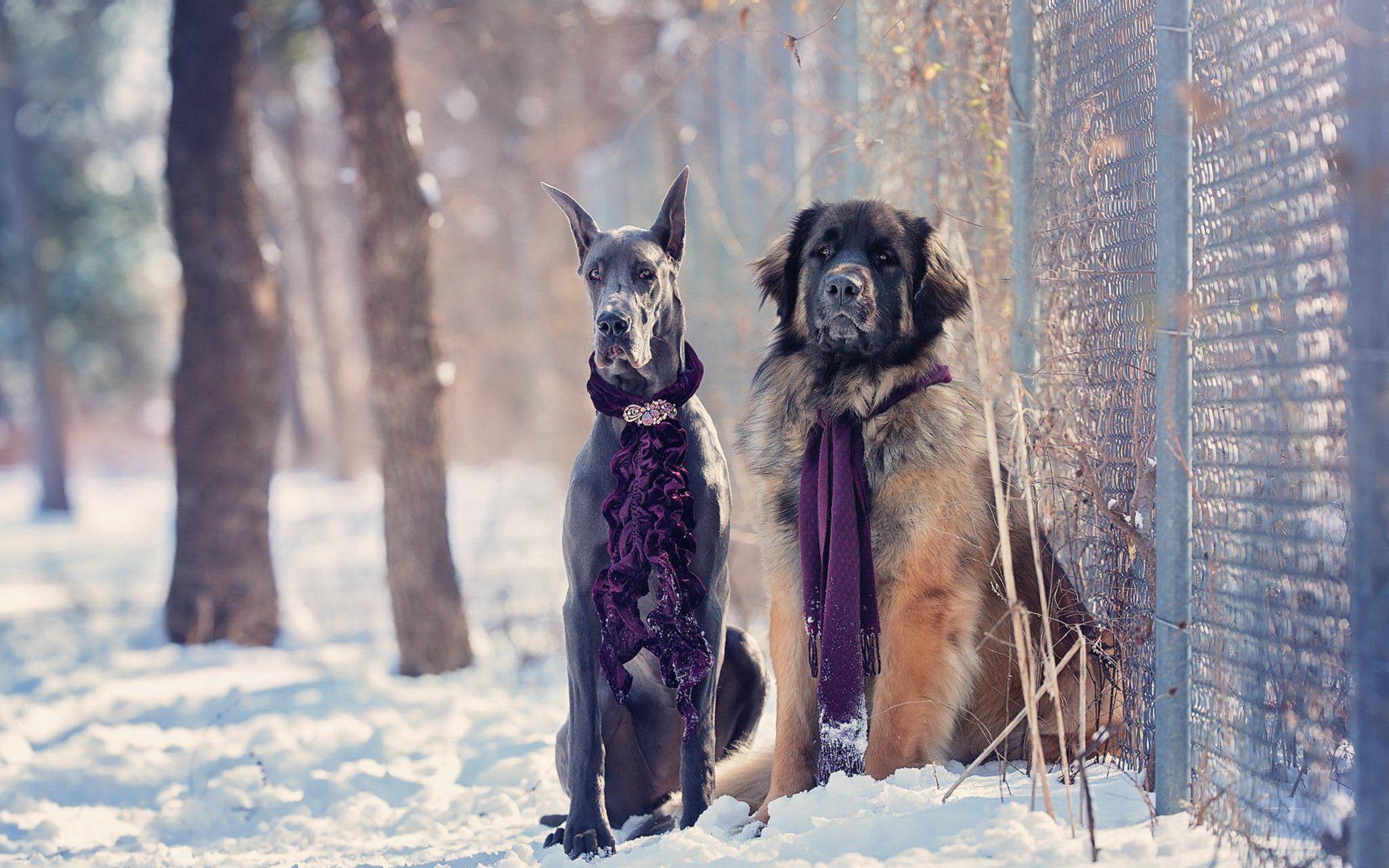 Winter Dog Wallpapers Top Free Winter Dog Backgrounds WallpaperAccess