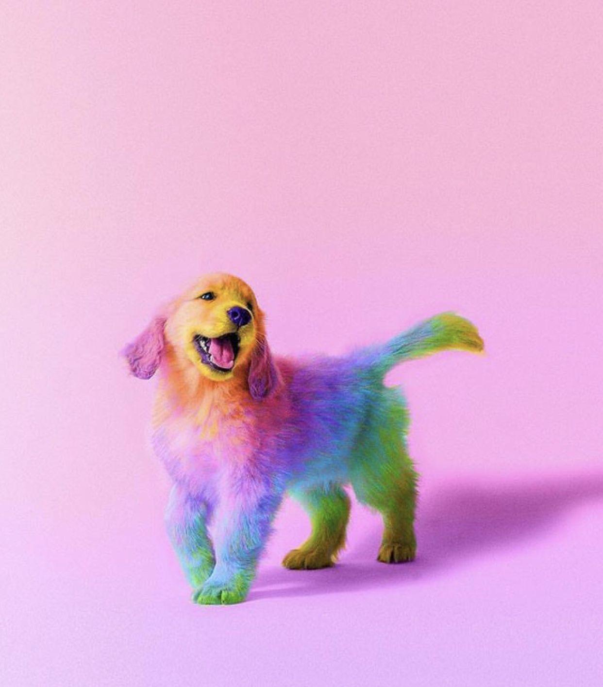 Rainbow Dog Wallpapers Top Free Rainbow Dog Backgrounds WallpaperAccess