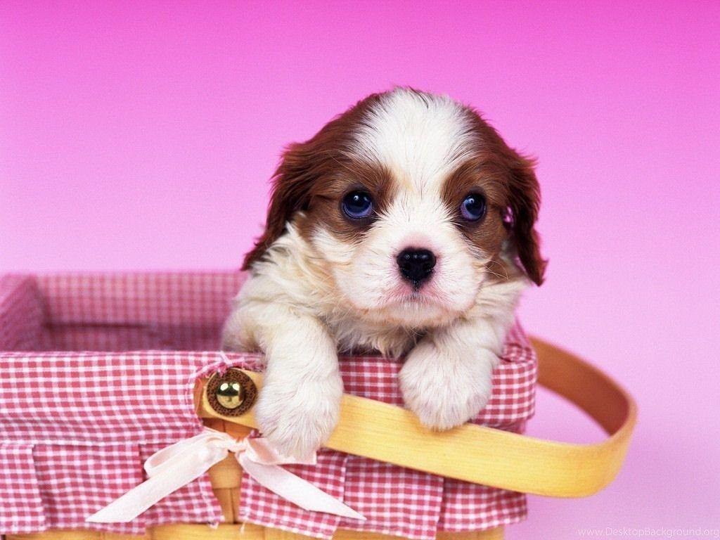 Pink Puppies Wallpapers Top Free Pink Puppies Backgrounds