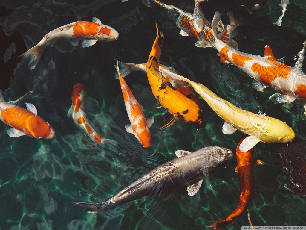 Gold Koi Wallpapers Top Free Gold Koi Backgrounds WallpaperAccess